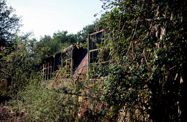 thorn covered buildings